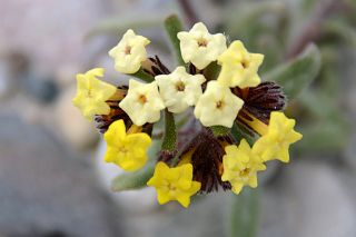 25 Yellow Flowers Close Up At Kerqin Camp In The Shaksgam Valley On Trek To K2 North Face In China.jpg